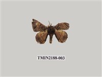 藏品(小窗蠶蛾)的圖片